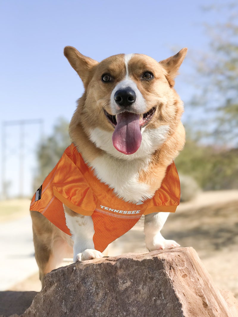 Pets First NCAA College Tennessee Volunteers Mesh Jersey for DOGS & CATS, X-Large. Licensed Dog Jersey with your Favorite Football/Basketball College Team - Image 4